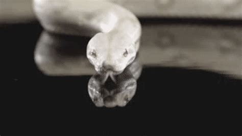 Black And White Snake GIF - Find & Share on GIPHY