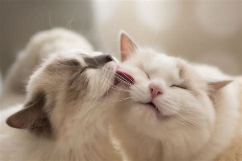 Two Cats Kissing