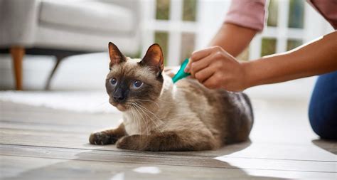 The Ultimate Guide to Applying Flea and Tick Medicine on Your Cat | Regretless