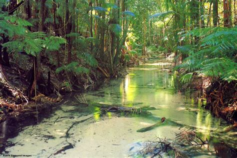 Wanggoolba Creek Central Station Fraser Island - K'Gari (A… | Flickr