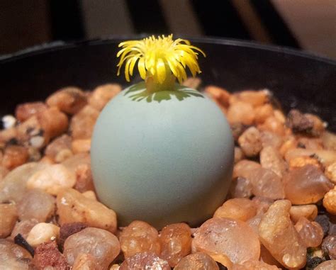 Conophytum calculus seeds - Phoenix Desert Seeds