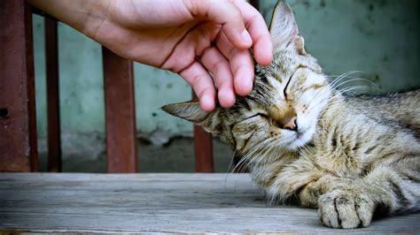 cats, Pets, Relax, Hand, Playing, Touch, Animals, Sleep Wallpapers HD ...