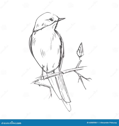 Bird Pencil Grey Sketch Vector Illustration Stock Vector - Illustration ...