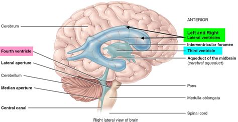 Human Brain Anatomy and Function - Cerebrum, Brainstem