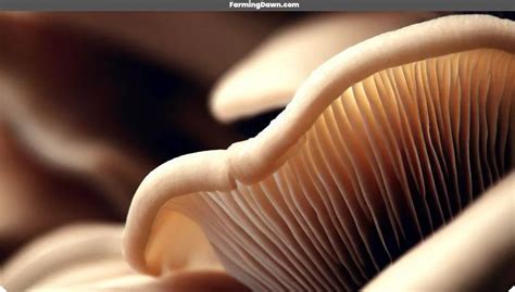 Florida Oyster Mushroom: Origin, Benefits And Growth.