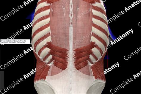 Iliocostalis Lumborum Muscle | Complete Anatomy