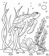 Free TURTLE Coloring Pages For Download Printable PDF sketch template
