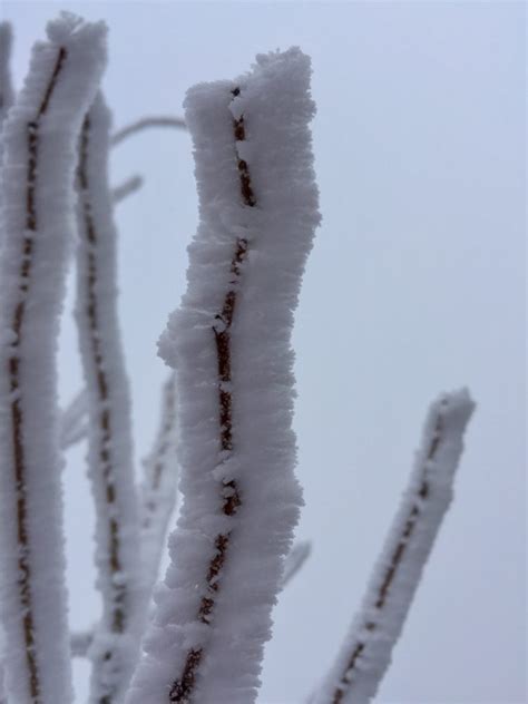 Hoarfrost - SkySpy Photos, Images, Video