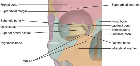 Orbital Bones — Ophthalmology Review