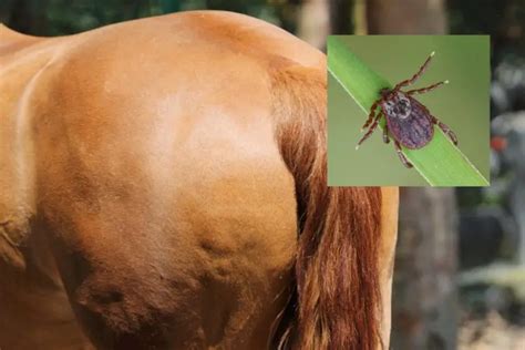 How To Keep Ticks Off Horses - Best Horse Rider