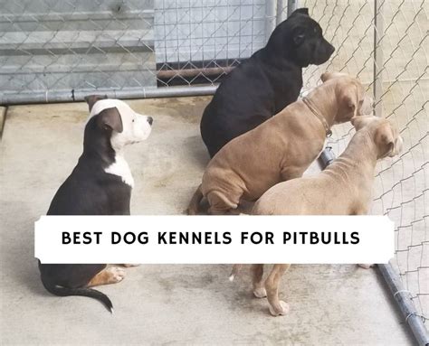 Best Dog Kennels for Pitbulls - Top 8 Picks! (2023) - We Love Doodles