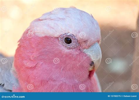 Gallah bird stock image. Image of grey, roseicapilla - 15700275