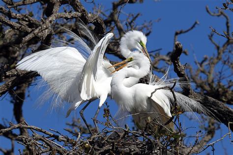 Great Egret Mating Dance Photograph by Rick Mann | Birds, Bird, Animals