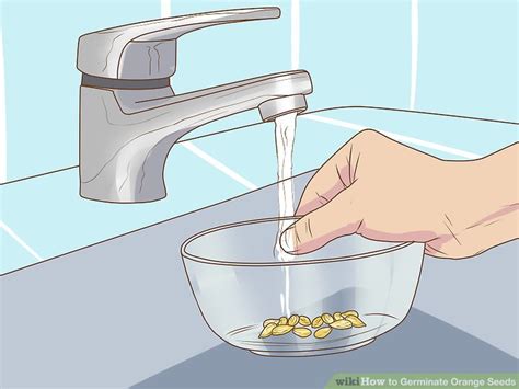 How to Germinate Orange Seeds: 11 Steps (with Pictures) - wikiHow