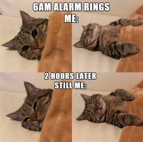 30 Hilarious Cat Memes to Make You Smile - We Love Cats and Kittens