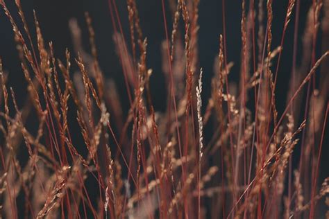 red-gold-silver | Okanagan grasses just keep grabbing my eye… | Flickr
