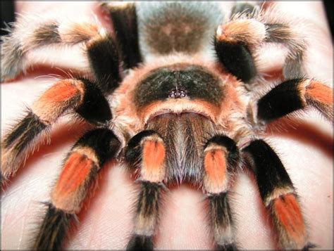 Image result for tarantula eyes close up | Red knee tarantula, Mexican ...