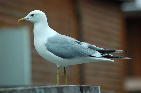 Mew Gull 2012-06-11 (1) | Mew Gull - 11 Jun 2012 - McKinley … | Flickr