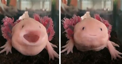 Axolotls Yawning Is Simply Too Cute For Words (Video) - I Can Has Cheezburger?