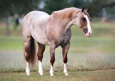 METALLIC CATTACK - IN FOAL PARTNERS QUARTER HORSE STALLIONS