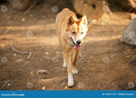 Australian Dingo stock image. Image of australian, predator - 150617747