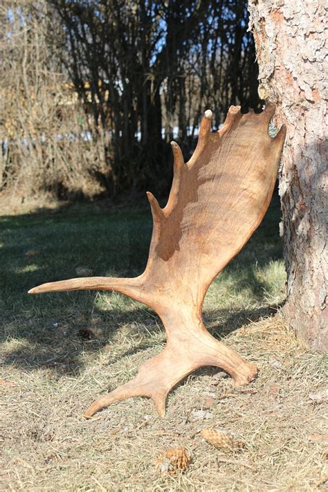 Moose Antlers – P&D International Furtraders