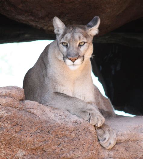 sonoran desert animals life - Rubie Hagen