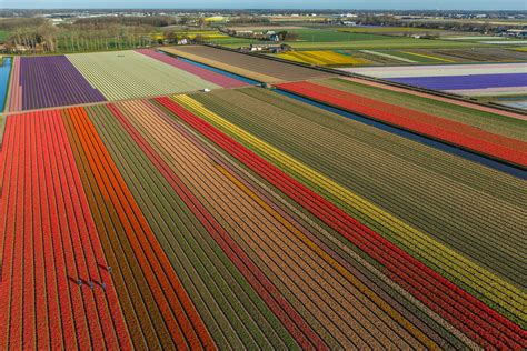 Hd Tulip Fields Amsterdam