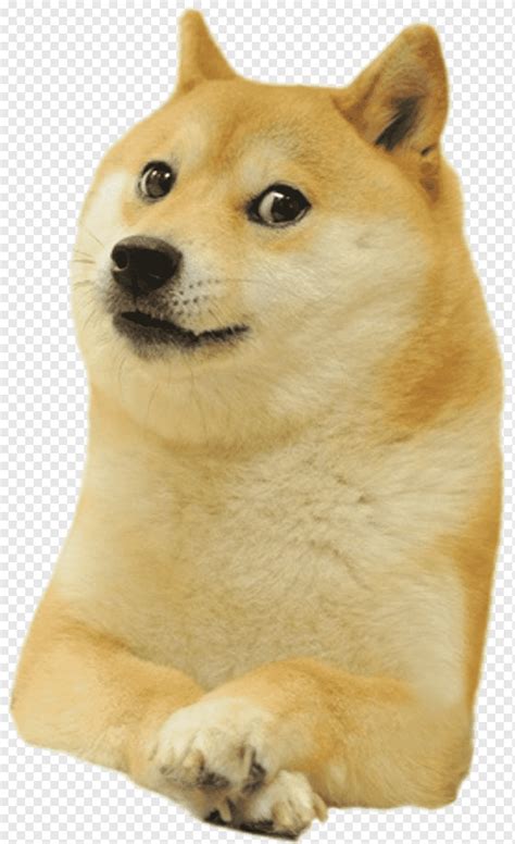 Shiba Inu, Shiba Inu World of Warcraft Doge Snake Dogecoin, lide com isso, carnívoro, moda ...