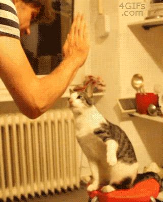 GIF Animals And Pets, Funny Animals, Cute Animals, Crazy Cat Lady, Crazy Cats, Cats Meow, Cats ...