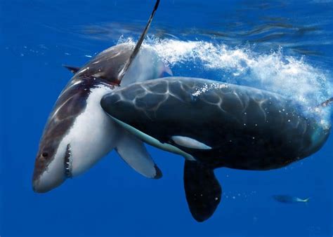 Great White Shark Vs Killer Whale: The Two Deadliest Sea Titans Are Now Waging War On Each Other ...