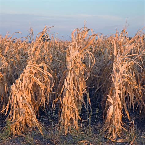 Making crops more resilient to drought risk | McKinsey