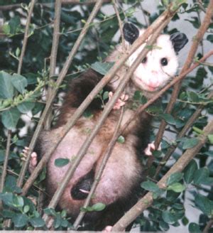 Opossum Pouch