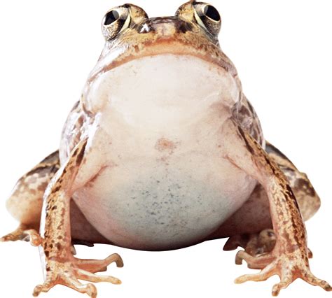 Big Frog | Frog, Png images, Toad