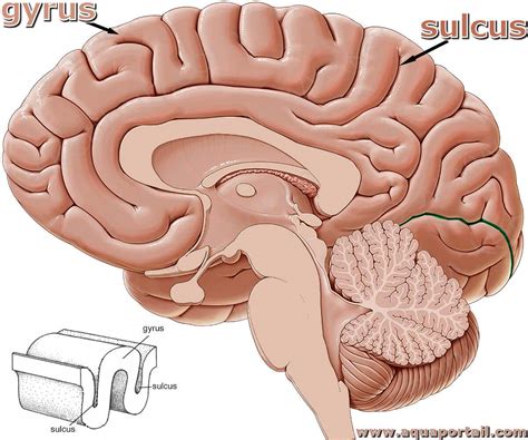 List 104+ Pictures Gyri And Sulci Are The Blank And Blank Sharp