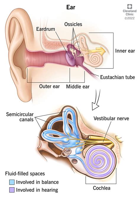 Ear: Anatomy, Facts & Function