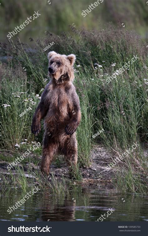 Grizzly Bear Standing Up. Stock Photo 109585733 : Shutterstock