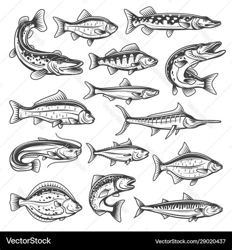 Freshwater and ocean fish Royalty Free Vector Image