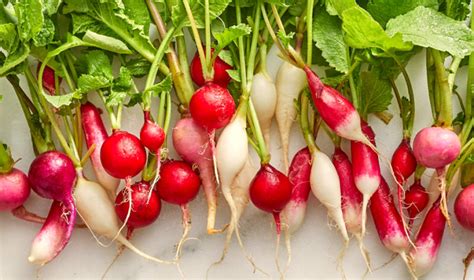 Varieties of Radish for Allotment Garden - My Plant Warehouse - Indoor Plants Warehouse