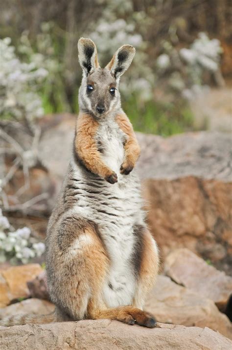 This Yellow-footed rock wallaby is looking at you, wondering when you are coming to Australia ...