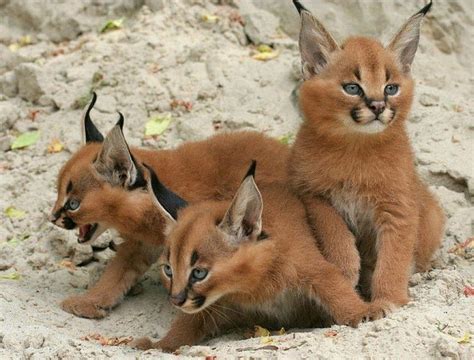 Bobcat cubs, cute, cubs, bobcat, lynx, HD wallpaper | Peakpx