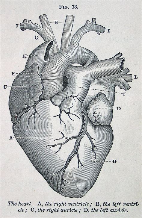 anatomic heart (With images) | Anatomy art, Medical drawings, Heart diagram