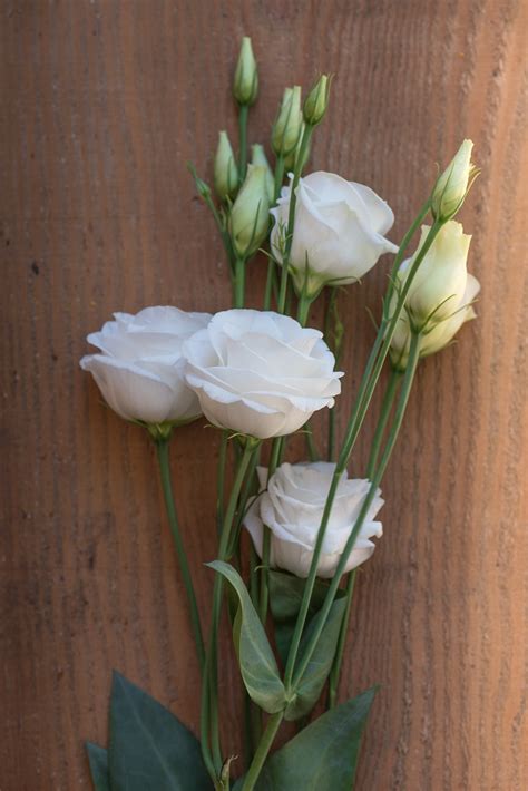 Free Images : blossom, wood, sweet, sunlight, petal, bloom, tulip, close, flora, white flower ...