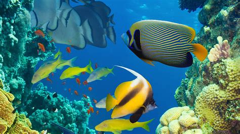 Wallpaper Beautiful fish in the sea, underwater, coral reef 3840x2160 ...