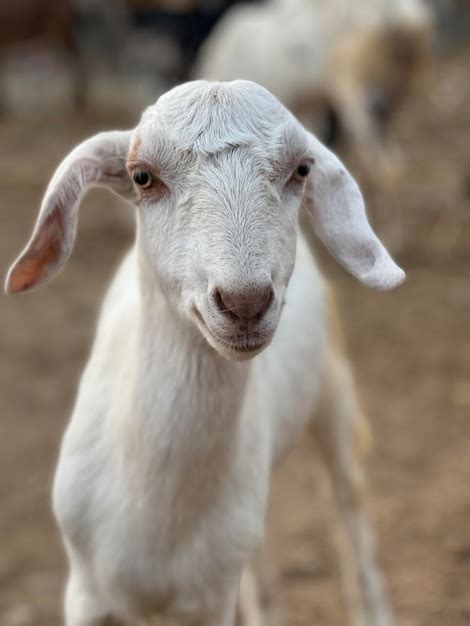 Premium Photo | A white goat with a long ear and a long ear tag.