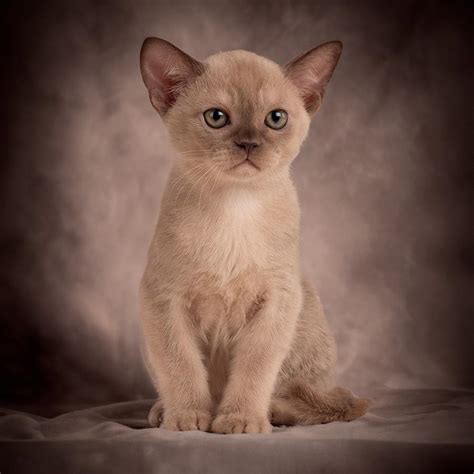 Discover the 10 Beautiful Burmese Cat Colors | Royal Esprit Burmese Cattery