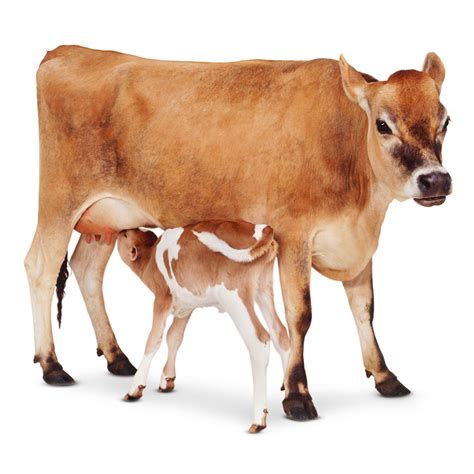 Whats A Baby Cow Called - feeddiy
