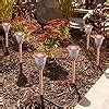 Amazon.com : voona Solar Lights Outdoor Pathway - 8 Pack Copper Garden Walkway Lights Solar ...