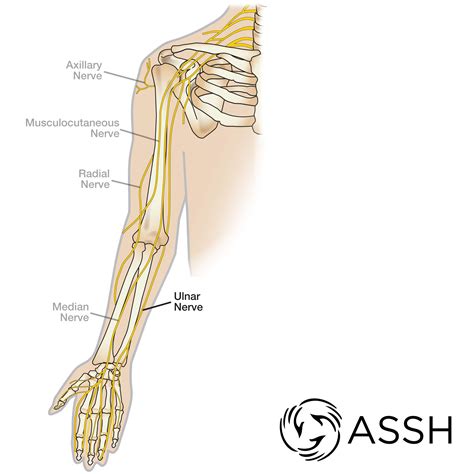 Body Anatomy: Upper Extremity Nerves | The Hand Society