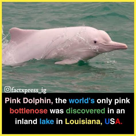 Pink dolphin in 2020 | True interesting facts, Interesting facts about world, Unbelievable facts